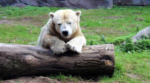 inuka primul urs polar nascut la tropice eutanasiat