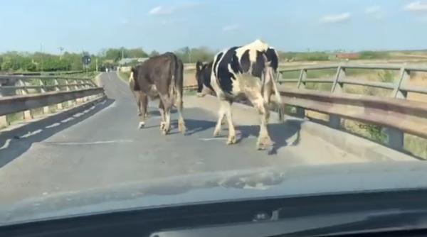 celentano in drum spre fierbinti  nu ne grabim  fetelor