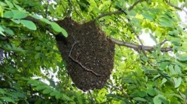 ue coloniile de albine impact la nivel global