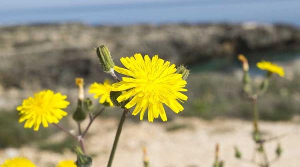 prognoza meteo vremea in urmatoarele zile