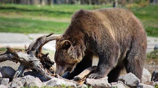 copil de 9 ani atacat de urs