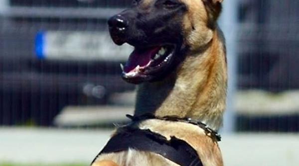 jef spaima dealerilor si consumatorilor de droguri ne vedem pe litoral