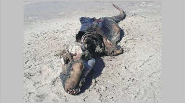 o misterioasa creatura marina a fost descoperita pe plaja