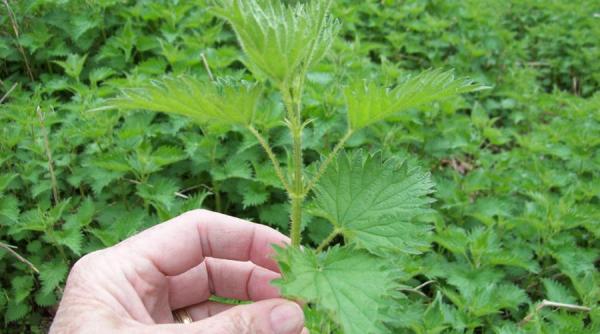 lidia fecioru i leacul zilei urzica beneficii pentru sanatate