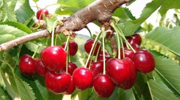 meteo rusalii vremea in minivacan a de pogorarea duhului sfant