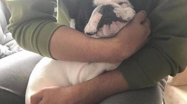 iubitorii de caini brahicefalici trebuie sa fie aten i nu i i dau seama ce au in casa