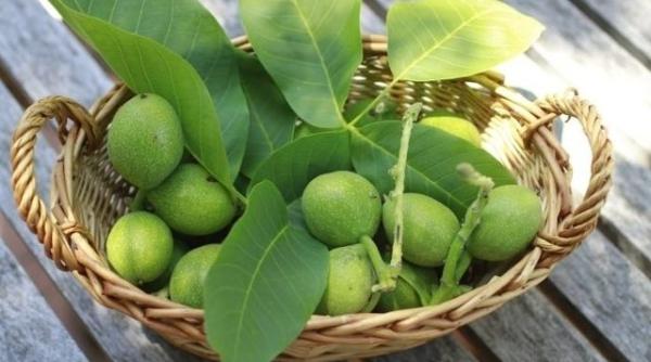 nucile verzi remediu impotriva bolilor re eta dulcea a