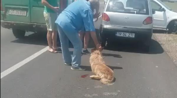 cainele din teleorman chinuit de profesor are o noua familie