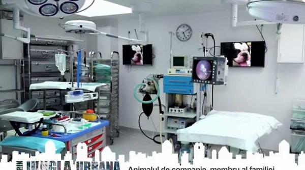 ifteme visul de deveni medic veterinar