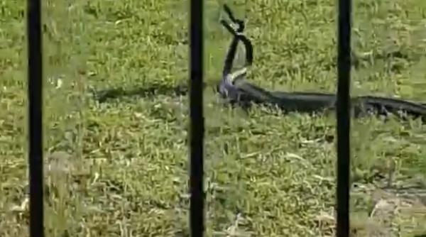 serpi omorati in fata copiilor la un loc de joaca din calafat