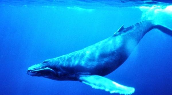 balenele situa ie dramatica pericol mortal in oceane