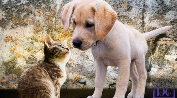 animalele poarta conversa ii intre ele studiu