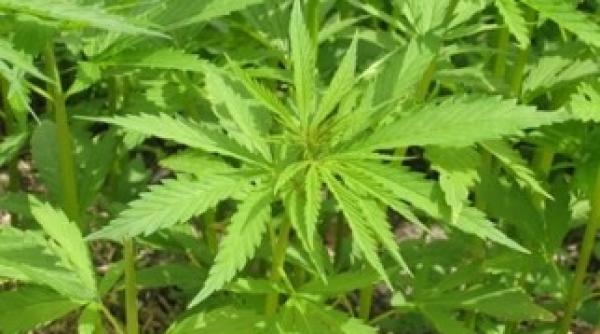 vot pentru legalizarea consumului de cannabis