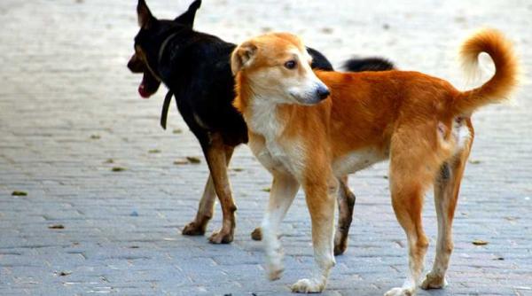 caini fara stapan capturati intr o statiune turistica