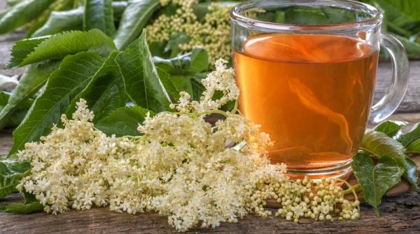 florile de soc beneficii uimitoare pentru sanatate