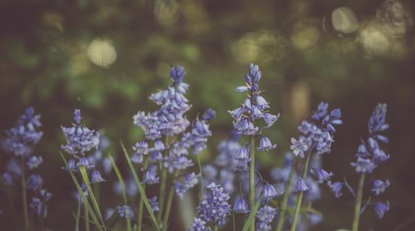 plantele care in an arii la distan a