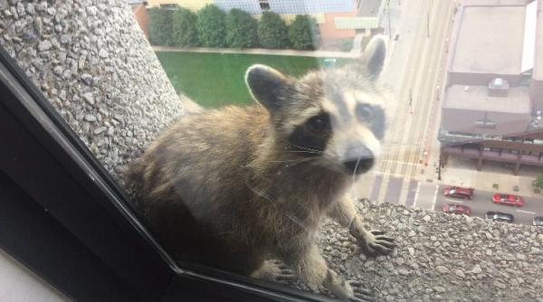 raton arestat dupa ce a escaladat o cladire de 25 de etaje