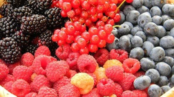 dieta cu fructe de padure