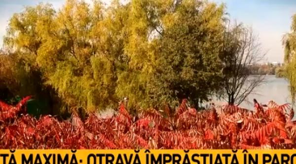 otrava pentru obolani la herastrau