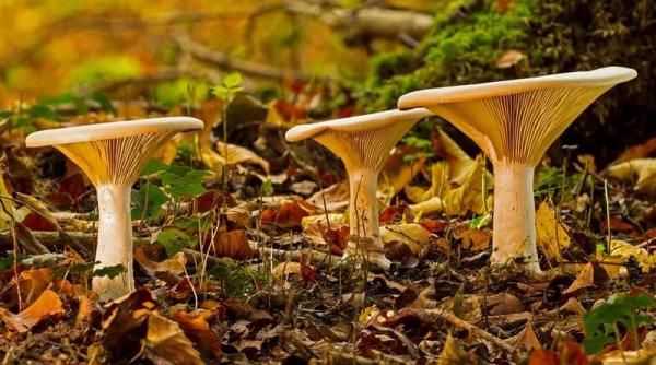 un compus din ciupercile ganoderma arma contra cancerului