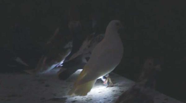 porumbei cu becuri led deasupra londrei