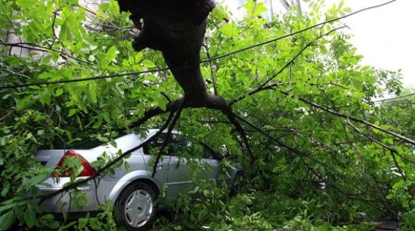 doi adulti si doi copii raniti de prabusirea unui copac