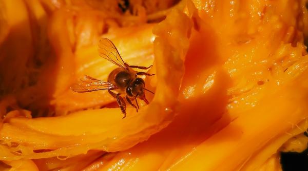 restaurant inchis gandaci i mu te in frigidere