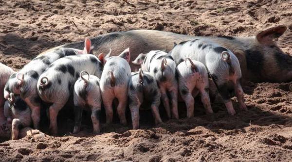 virusul pestei porcine africane confirmat pentru prima data intr o exploatatie comerciala din judetul tulcea