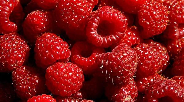 zmeura fructul care intrece cap unile i ro iile la capitolul antioxidan i