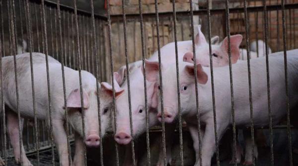 pesta porcina decizie drastica zeci de mii de animale sacrificate