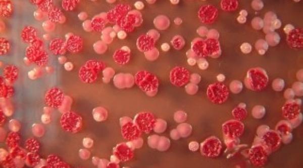 virus zika mae aten ionare pentru romani