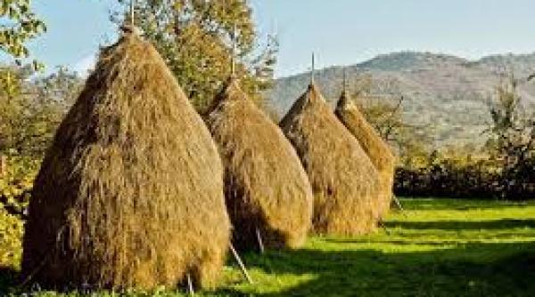 bancul zile infidelitate la ara