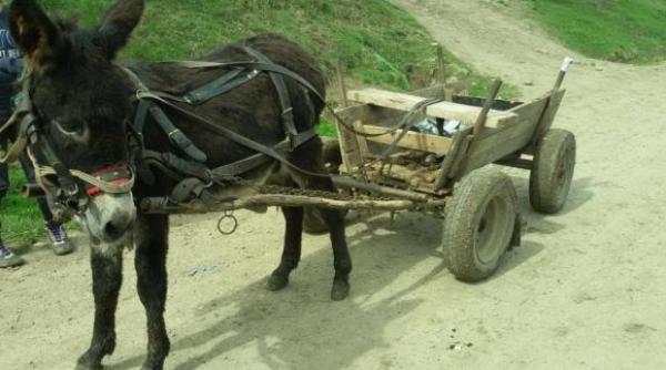 bancul zilei ardeleanul cu magarul la bucure ti