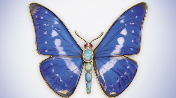 50 000 euro amenda pentru uciderea unui fluture