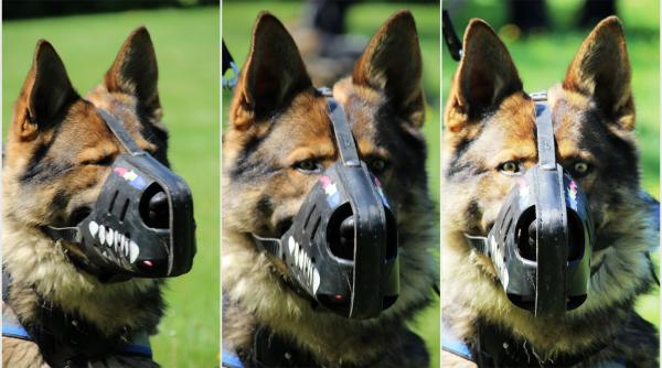 jandarmeria bucuresti avertisment max nu e de plus mai bine te predai