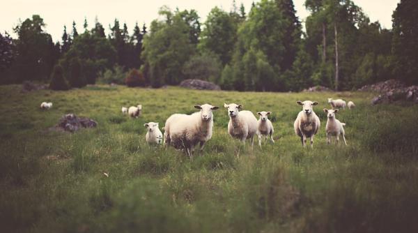 pesta rumegatoare mici mii de animale sacrificate in bulgaria