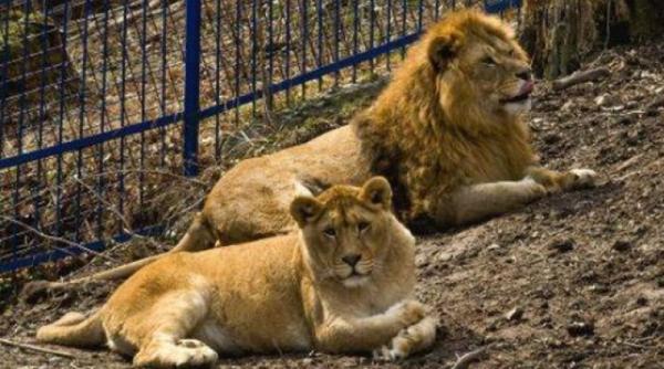 bancul zilei doi lei batrani dezvaluiri dupa gratii