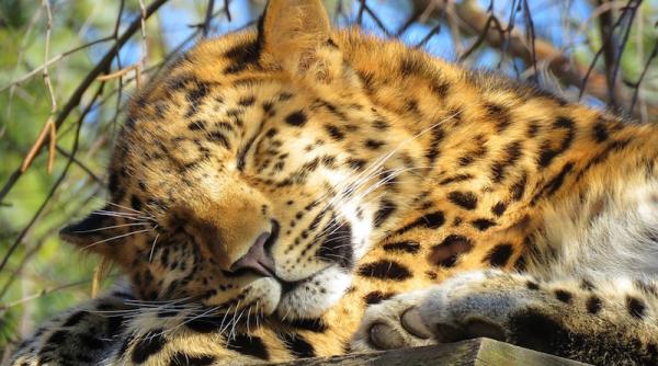 leopard de amur recensamant situa ie dramatica