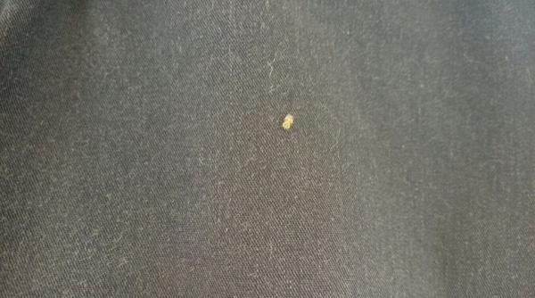 tigrul platanului face ravagii bucure tenii sunt dispera i