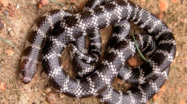 o noua specie de sarpe veninos deja amenintata cu disparitia