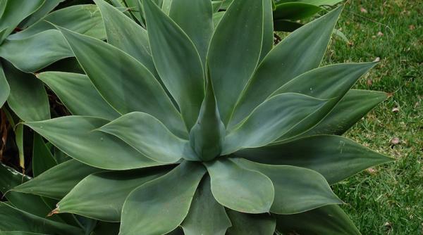 ocazie rara planta care infloreste o data la cateva decenii si apoi moare