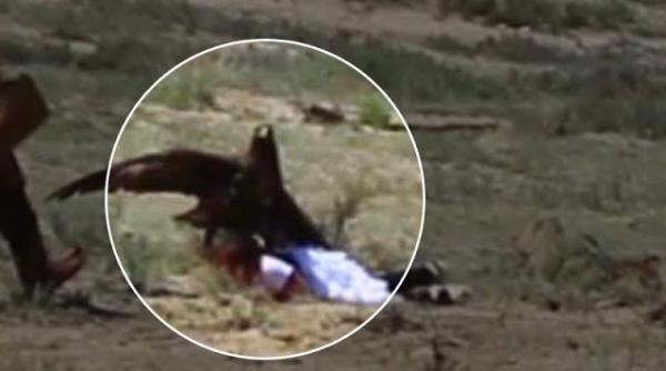 fetita salvata din ghearele unui vultur video