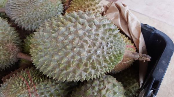 experiment inedit patru fructe de durian trimise in spatiu