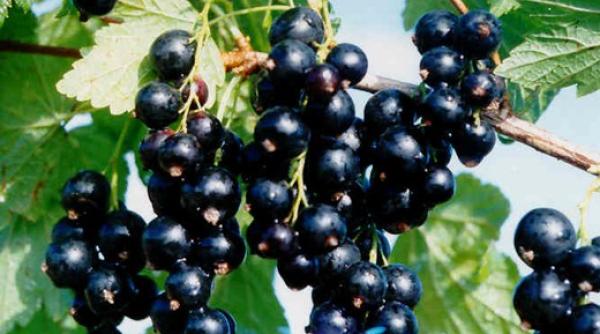 fructe care con in mai multa vitamina c decat lamaile