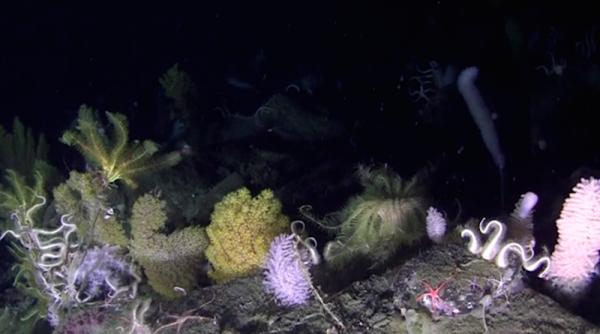 taramul minunilor de langa antarctica peisaje marine colorate straine protejate