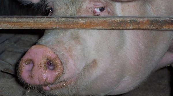 lista animalelor modificate genetic