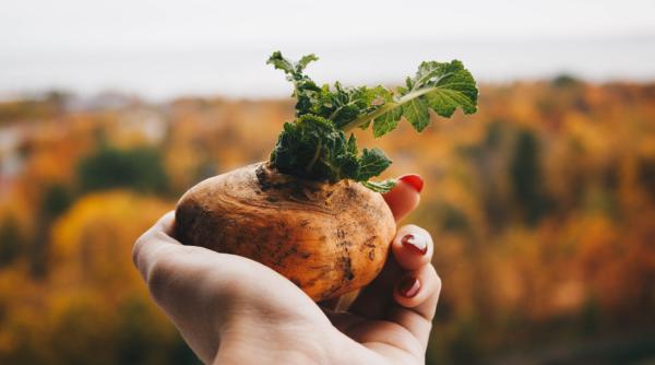 canadieni alimente modificate genetic