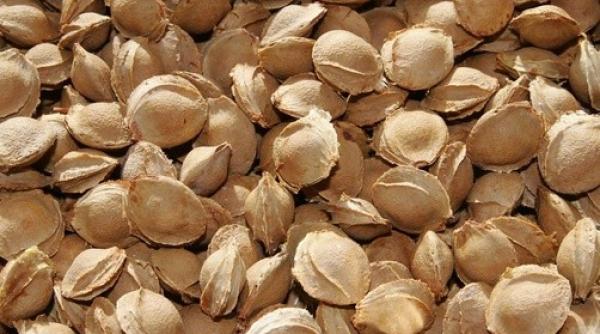 samburi de caise beneficii nu ii arunca