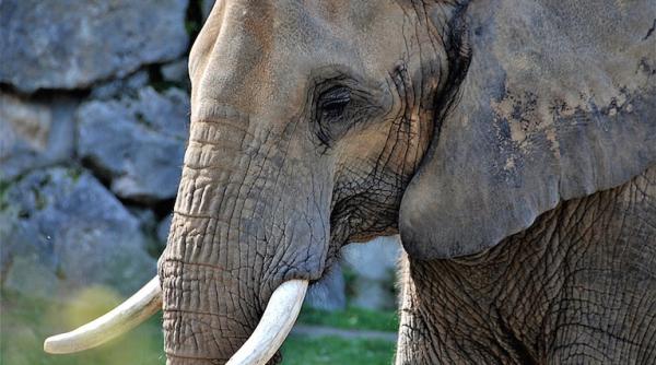 un elefant dintr o specie amenintata cu disparitia  impuscat in borneo in semn de razbunare