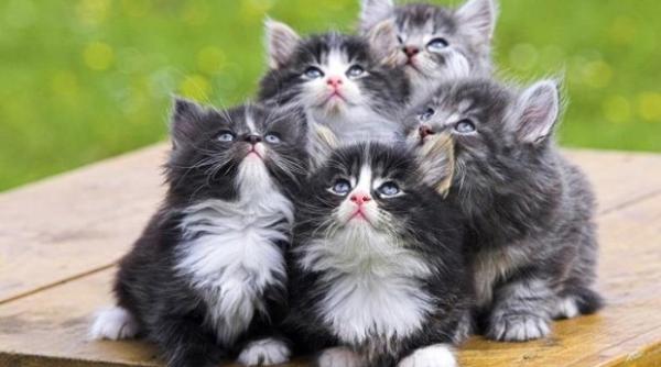 vanzarea de caini si pisici in pet shop uri interzisa in bucuresti